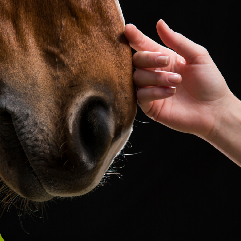 Une main caressant la tête d'un cheval